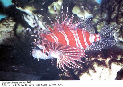 Dendochirus zebra